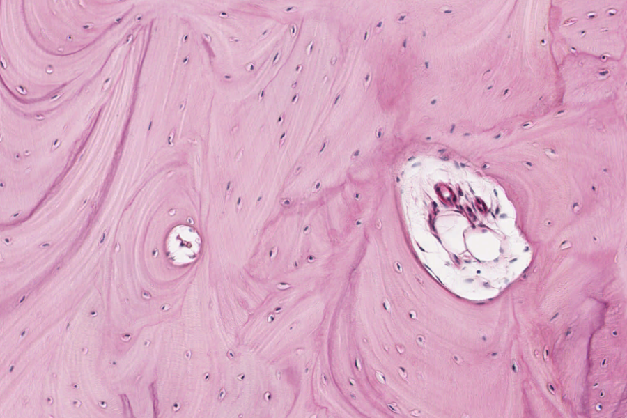 Asignatura Histología de la carrera de veterinaria