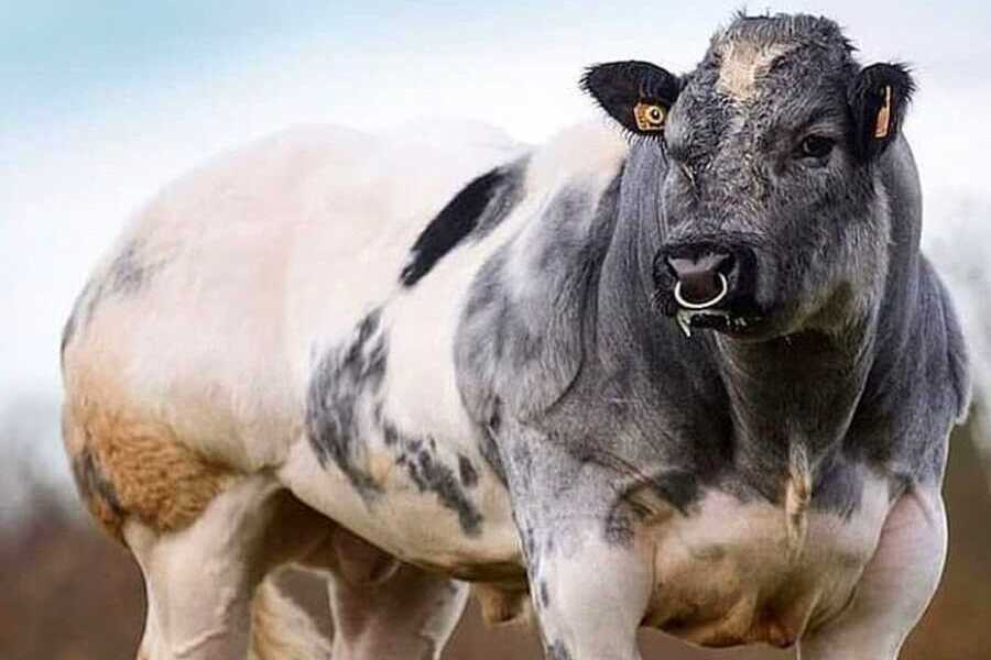 Asignatura Mejora genética de la carrera de veterinaria