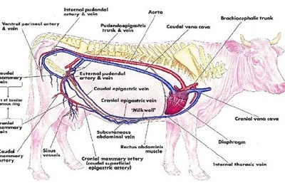 Lámina del sistema circulatorio de una vaca